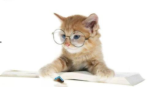 娱乐吃瓜君猫猫,揭秘娱乐圈那些不为人知的幕后故事